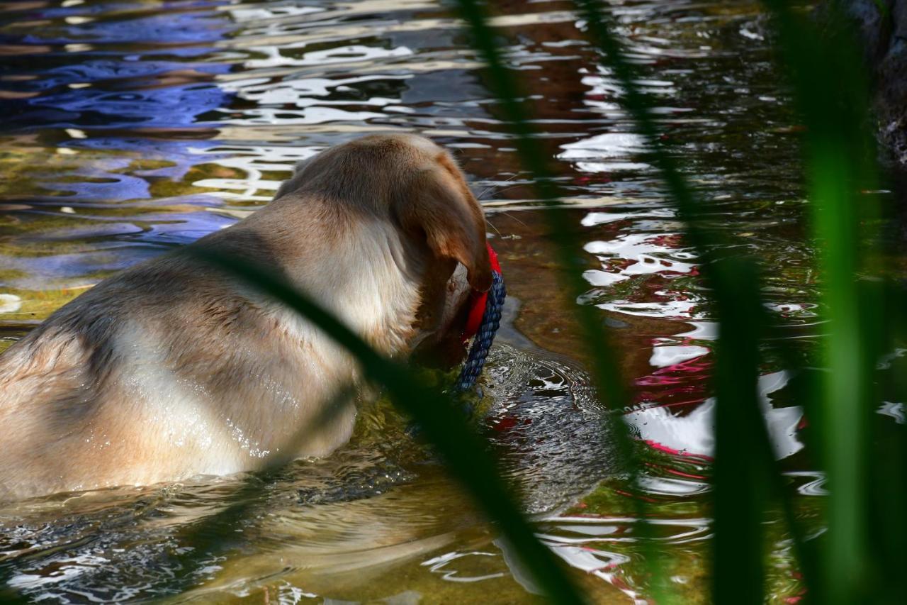 Naturforsthaus Ferienwohnung Fuer Hunde- Und Tierverbundene Menschen Preitenegg Extérieur photo